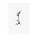 Fine Art Posters